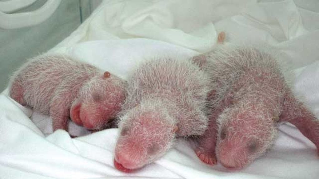 El primer mes de los primeros trillizos de panda
