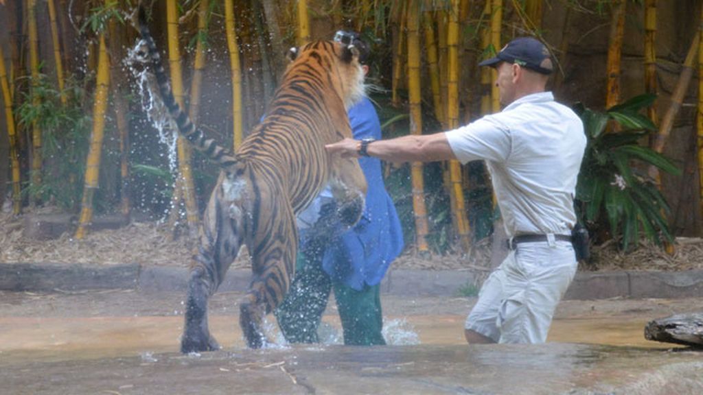 Tigre de Sumatra en pleno ataque