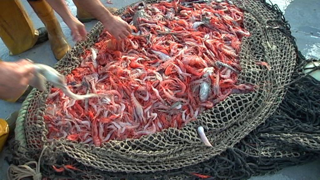 Con la llegada de las navidades 'Callejeros' se va con los 'mariscadores'