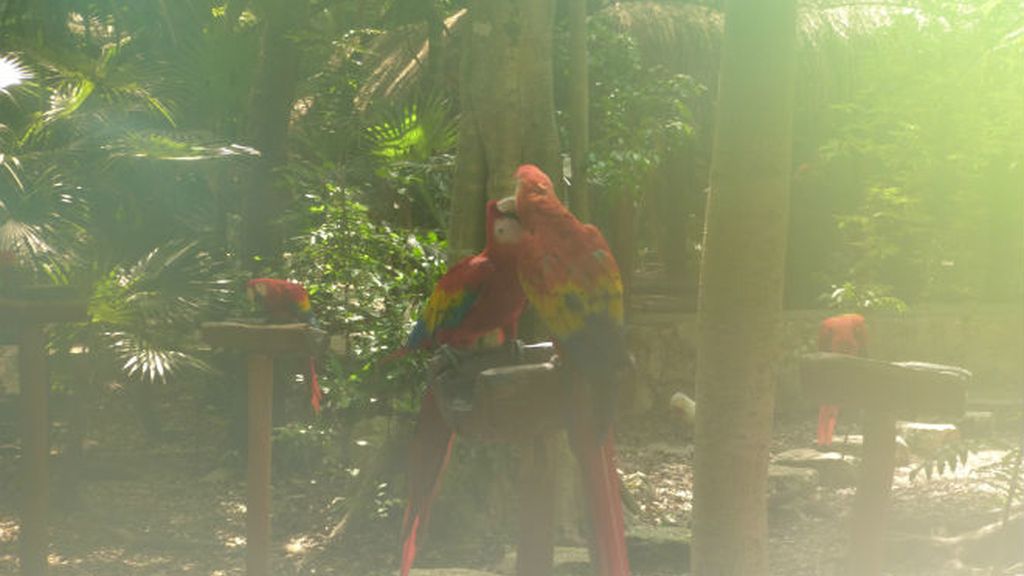 xcaret.pájaros desenfocados