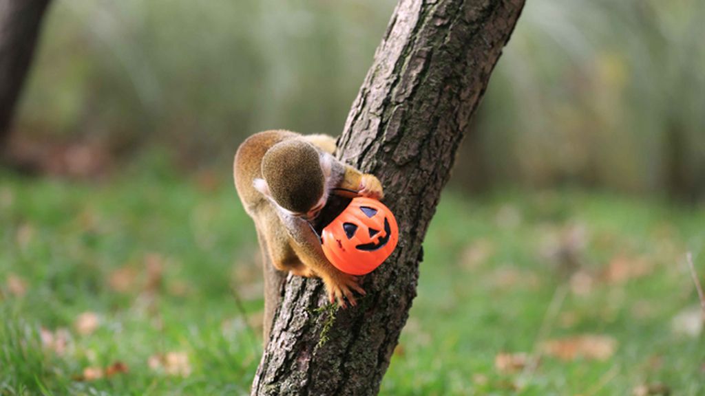 Los animales también disfrutan de Halloween