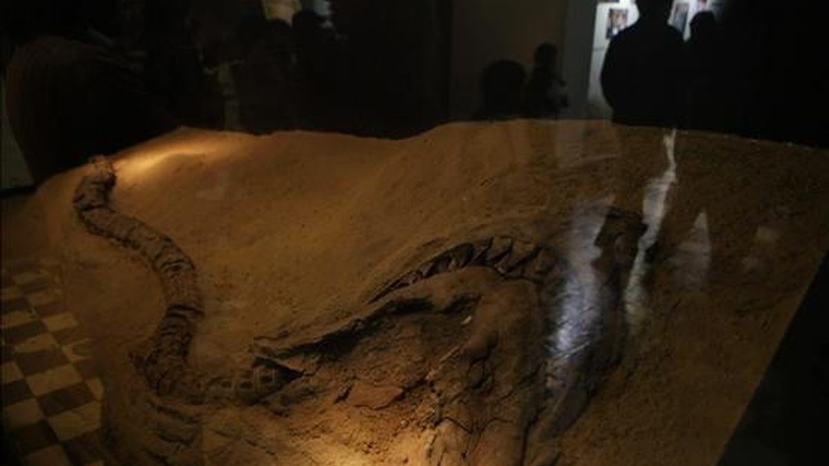 Fotografía fechada el 02 de julio de 2010 en la que aparecen las mandíbulas y vértebras de cartílago fosilizado de un tiburón que son expuestas en el Museo de Historia Natural de Lima (Perú). EFE
