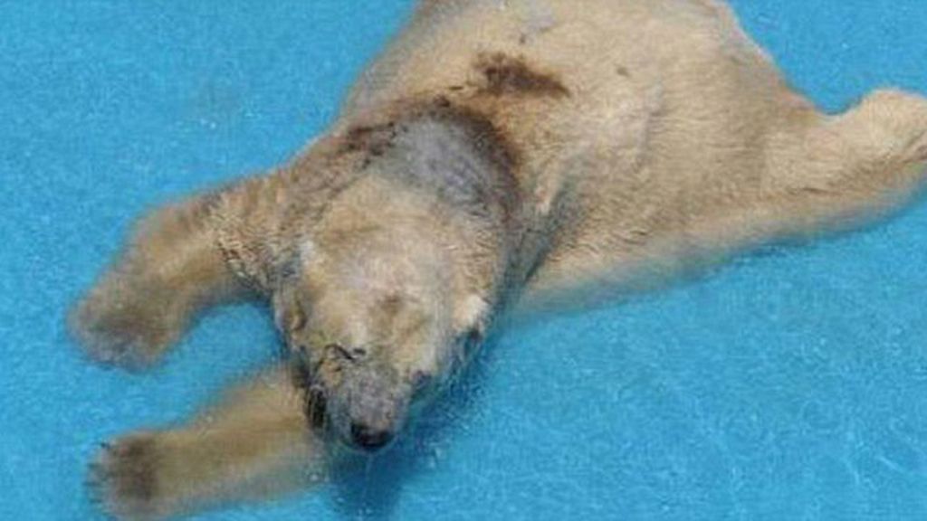 Un oso polar es el animal más triste del mundo