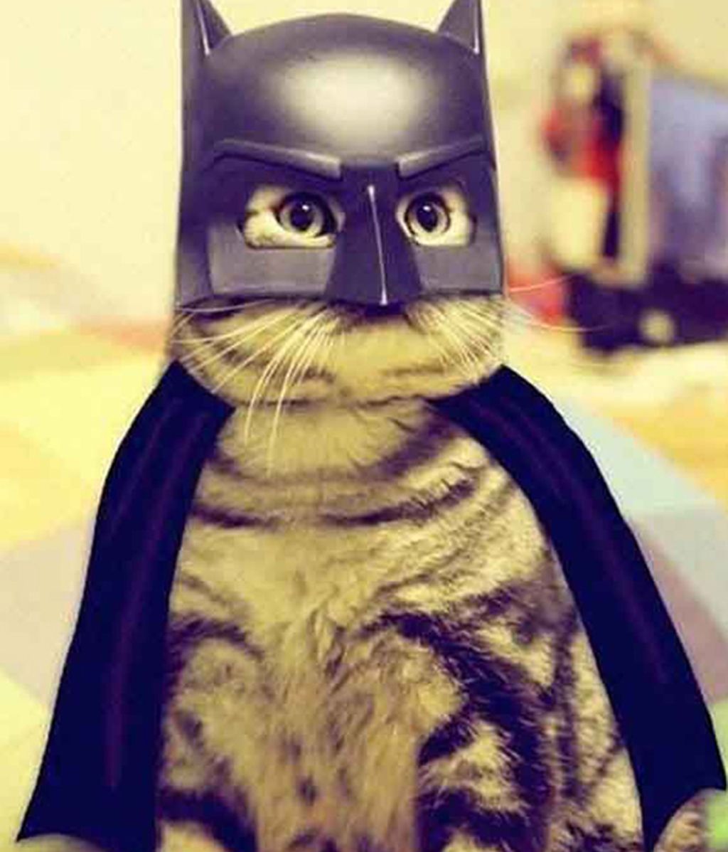 Originales disfraces para las mascotas