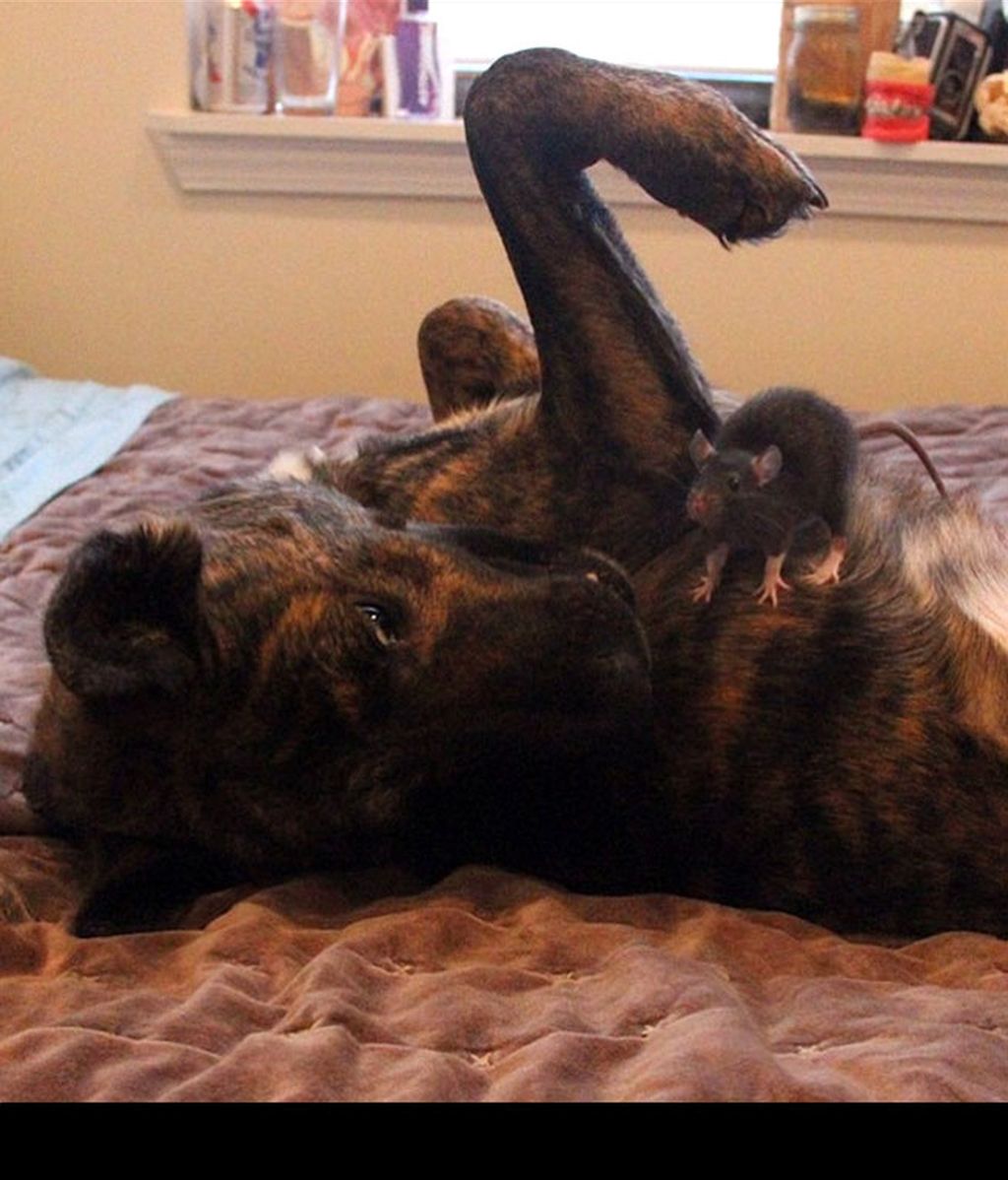 Una rata y un perro, un ejemplo de convivencia
