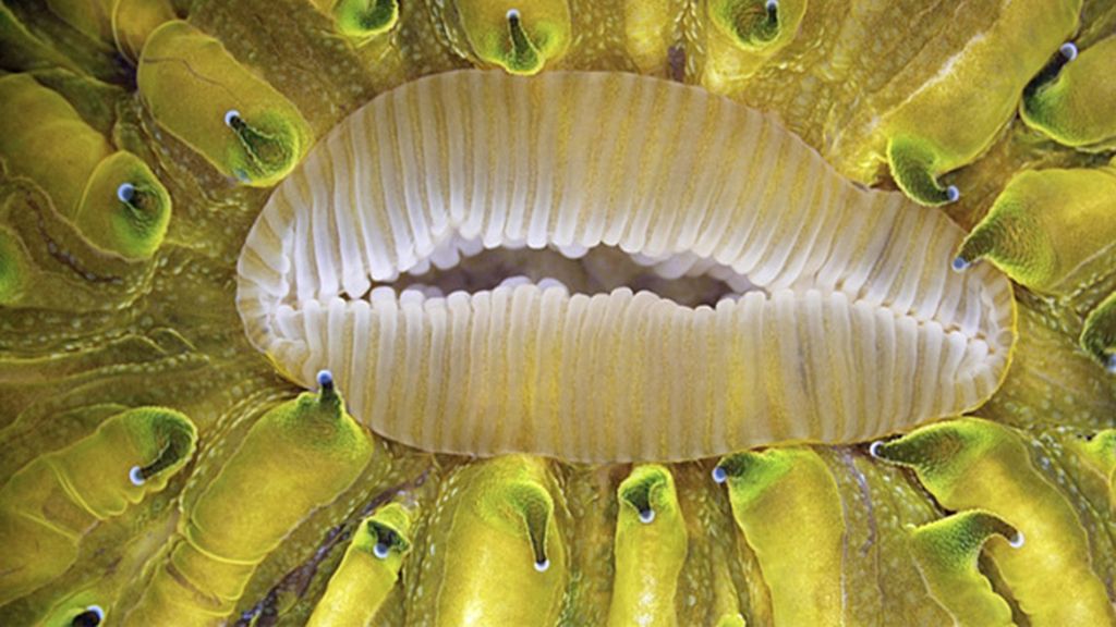 Las imágenes de microscopio ganadoras