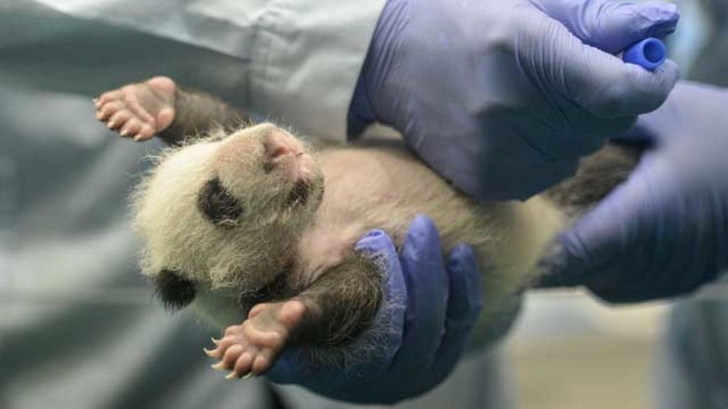 El primer mes de los primeros trillizos de panda