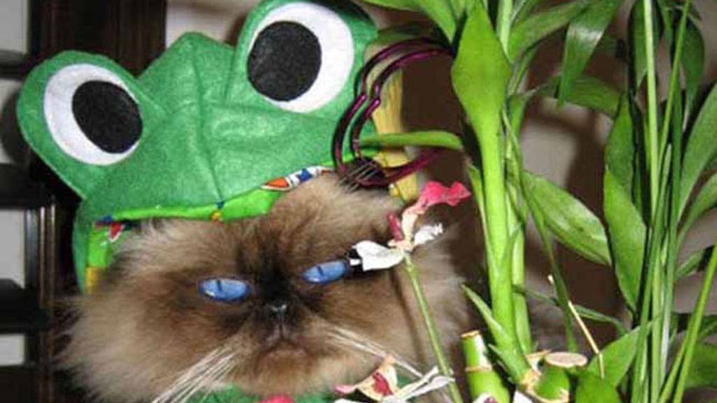 El último maullido en moda felina: Sombreros para gatos