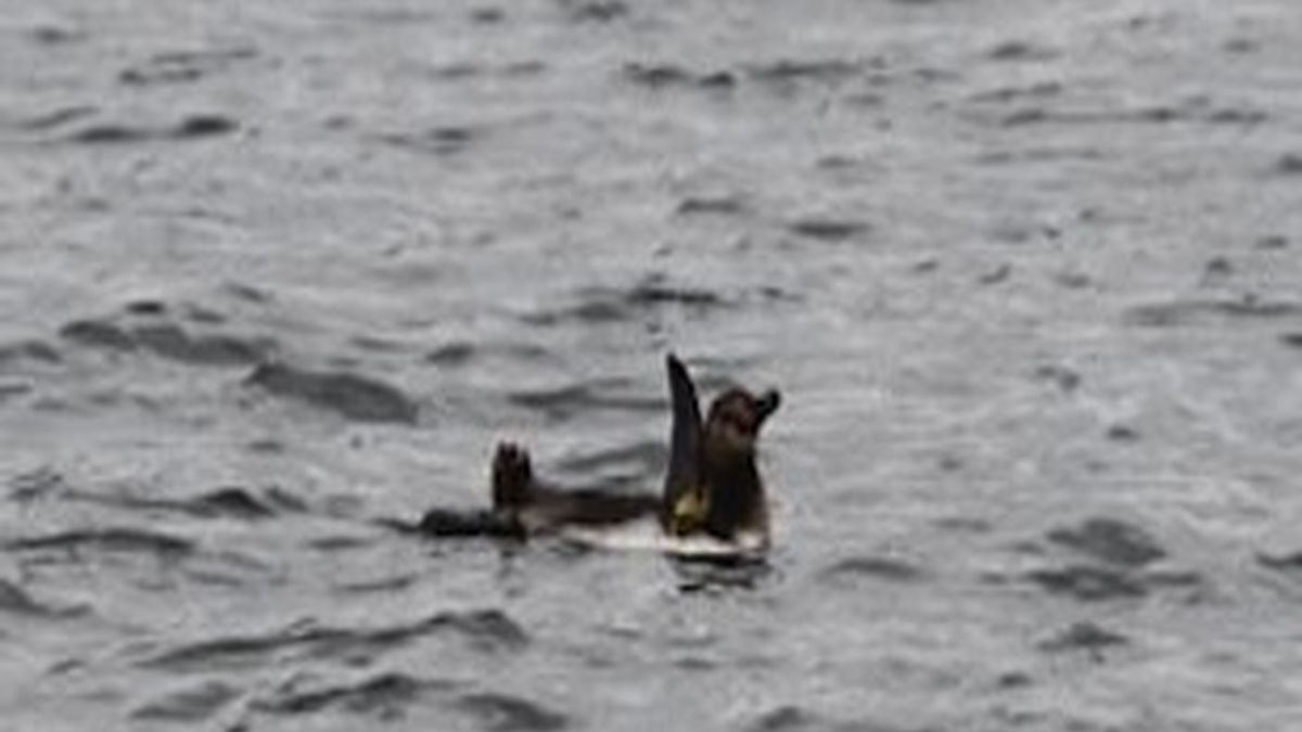 pingüino prófugo, capturado, acuario japonés