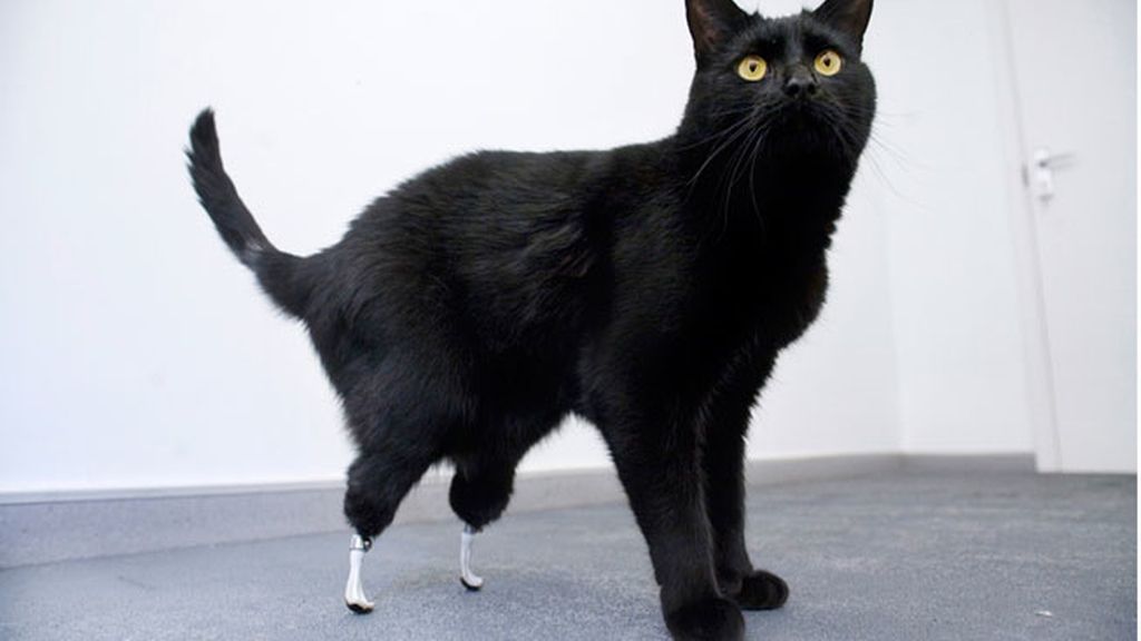 Animales salvados por la ciencia