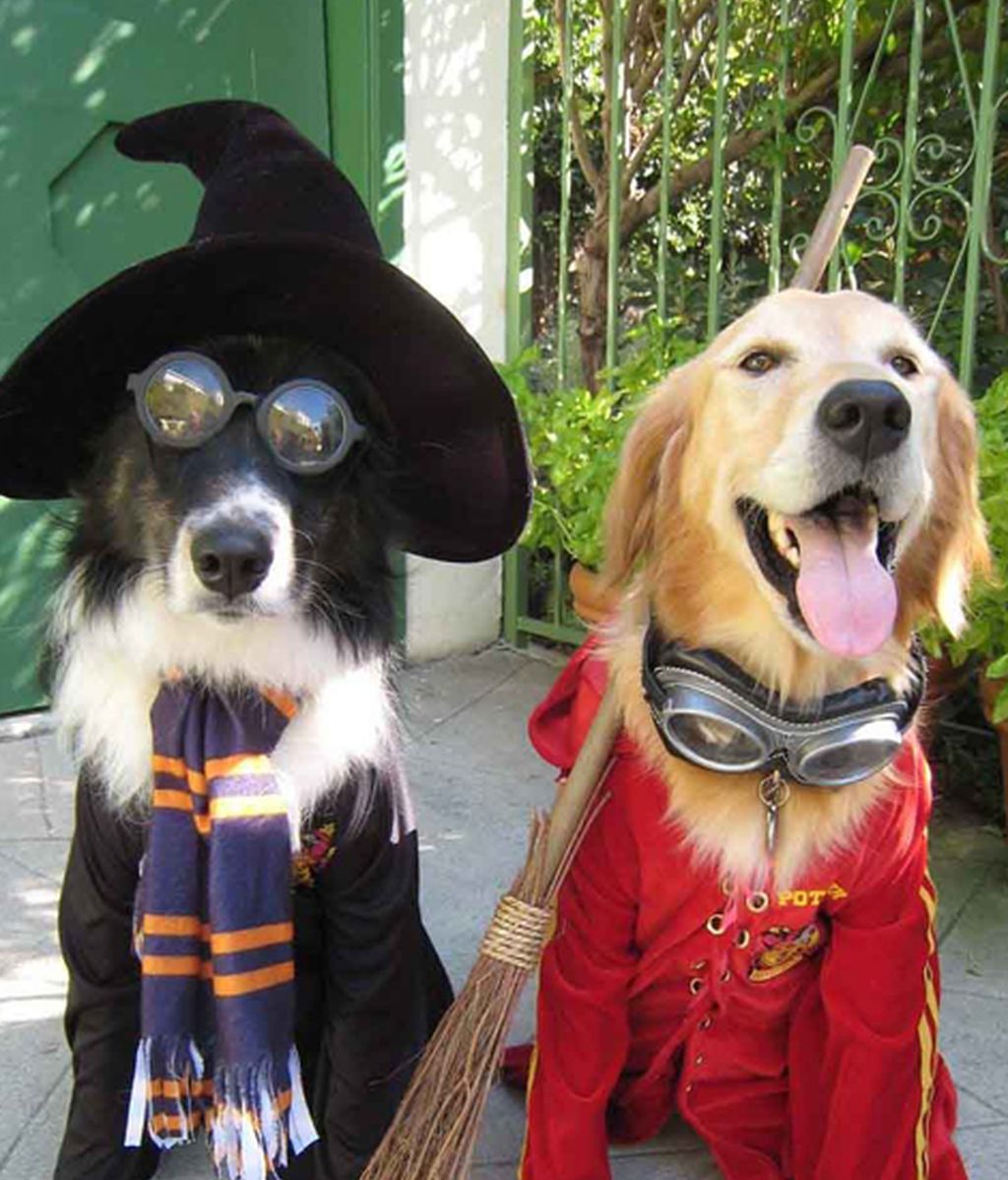 Originales disfraces para las mascotas