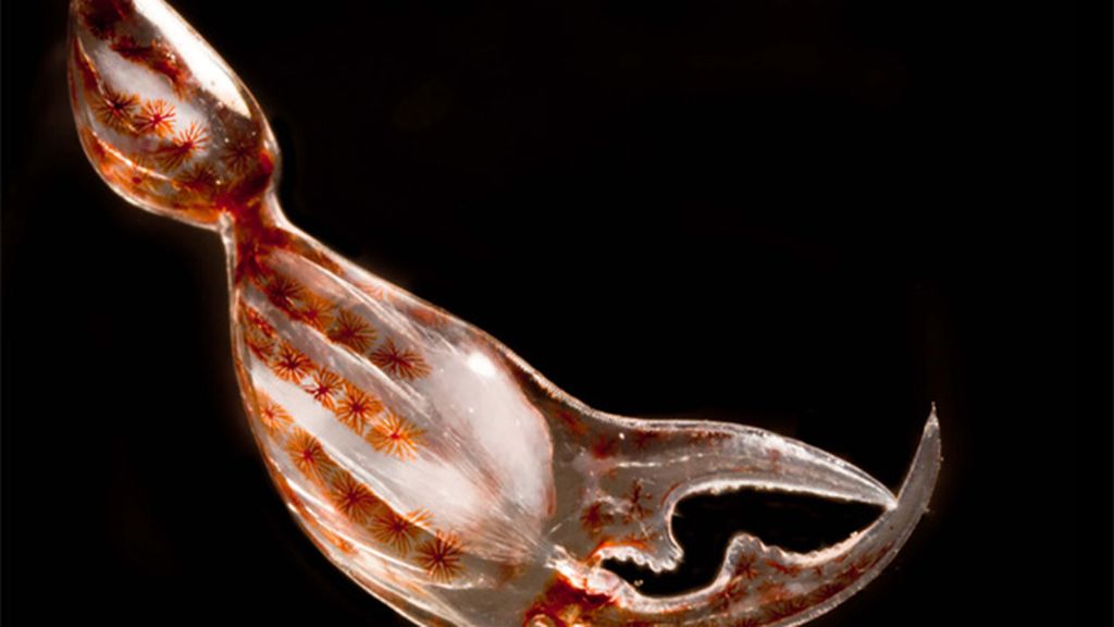 Las imágenes de microscopio ganadoras