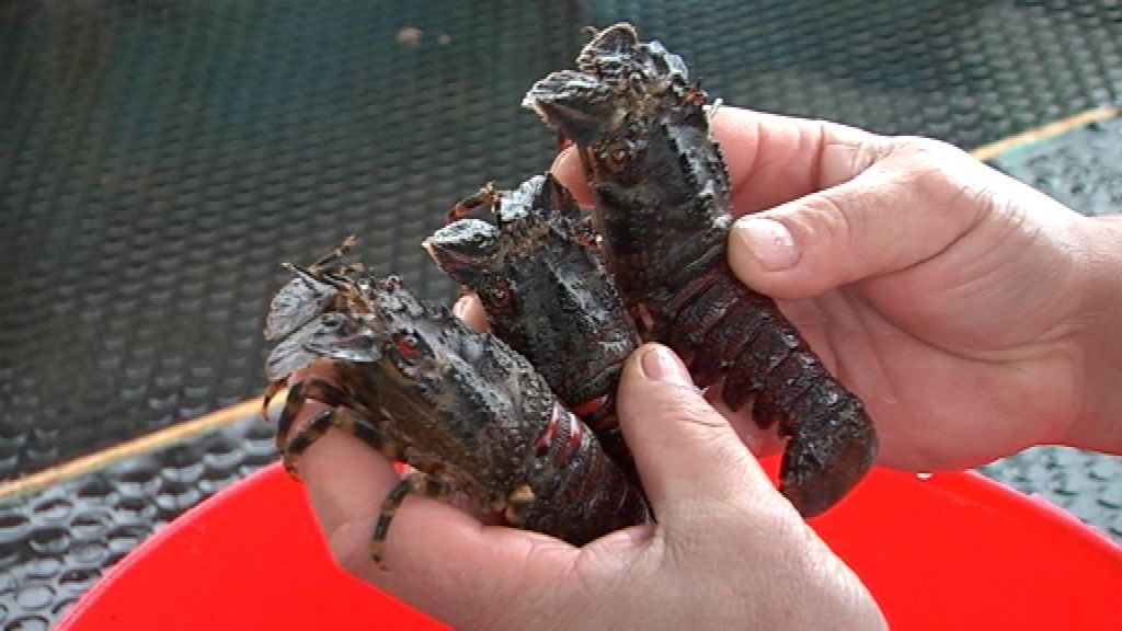 Con la llegada de las navidades 'Callejeros' se va con los 'mariscadores'