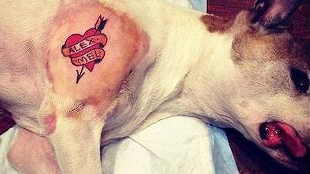 Un hombre tatúa a su perro