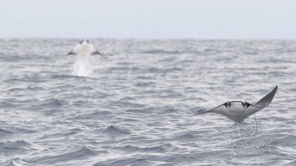 ¿Es un ave o un pez?