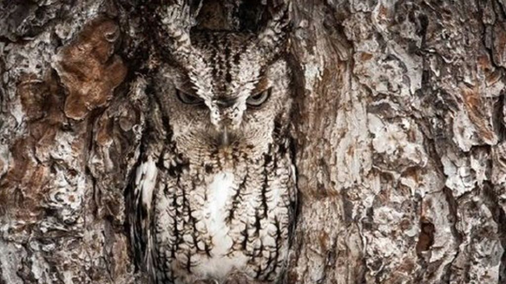 Animales que se esconden