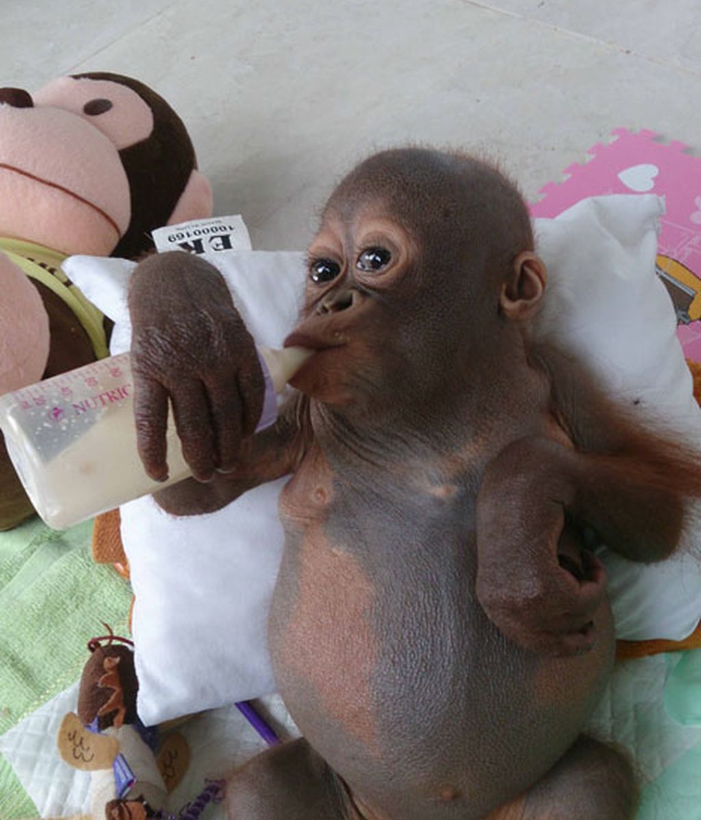 Enjaulado en un gallinero