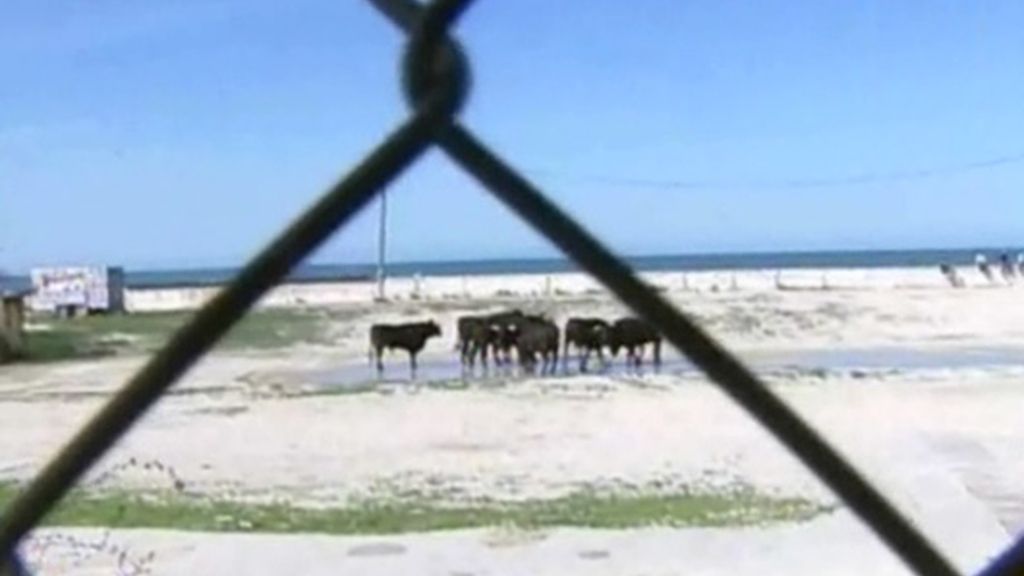 Siete toros desbocados paralizan un rodaje en Cádiz