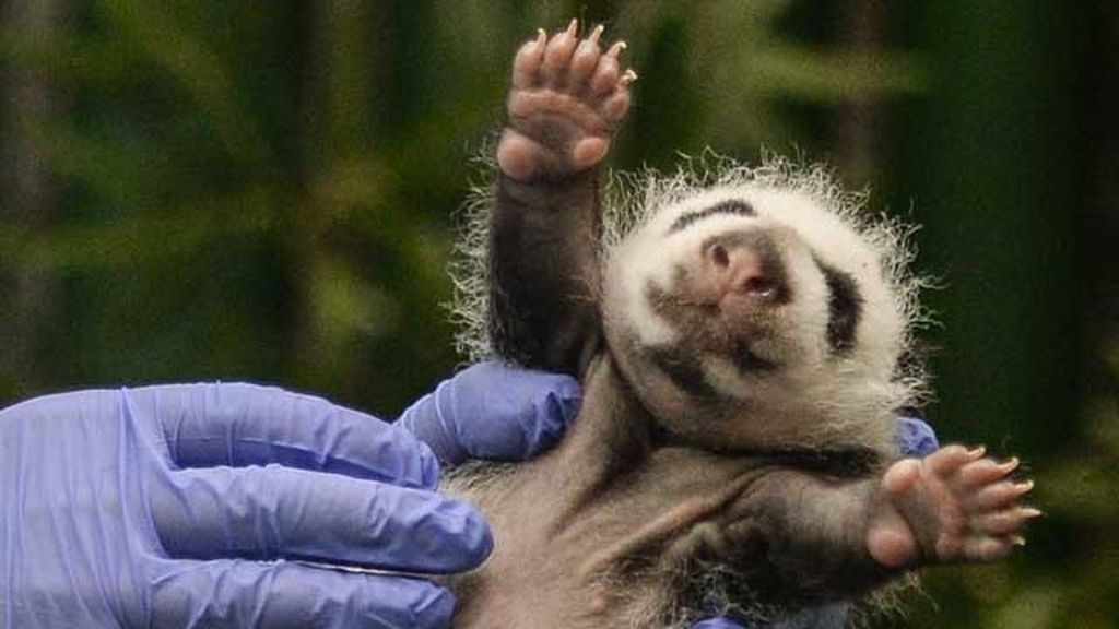 El primer mes de los primeros trillizos de panda