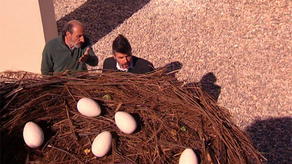 Coque, pionero del aire