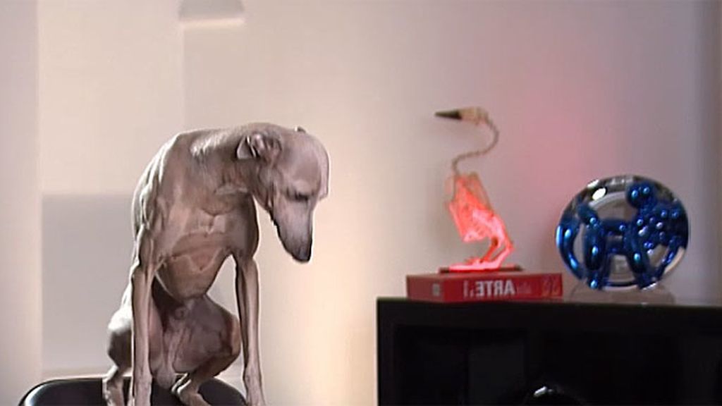 Roy busca al cuarto amor de su vida, después de su madre, su perro y su coche