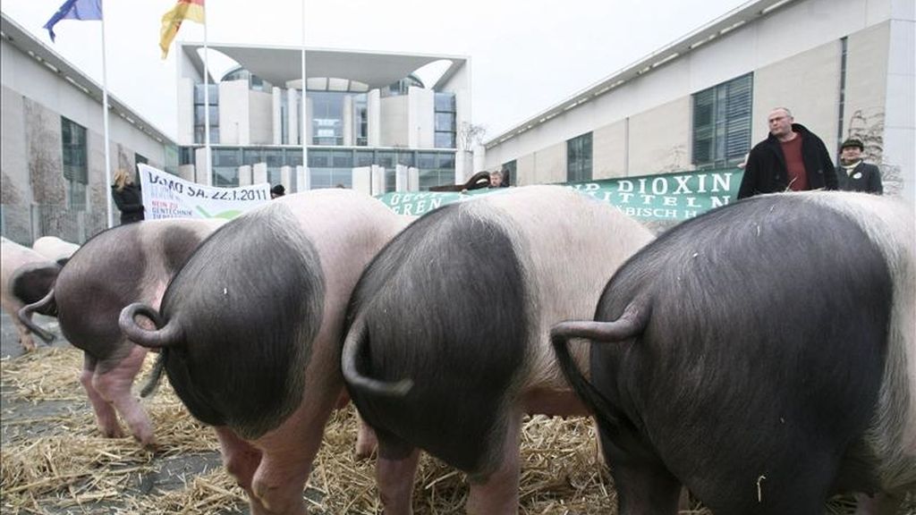 Varios cerdos comen paja delante de la Cancillería en Berlín (Alemania), durante una protesta de un agricultor ecológico contra la presencia de dioxinas en la carne y la tecnología genética. EFE Varios cerdos comen paja delante de la Cancillería en Berlín (Alemania), durante una protesta de un agricultor ecológico contra la presencia de dioxinas en la carne y la tecnología genética. EFE