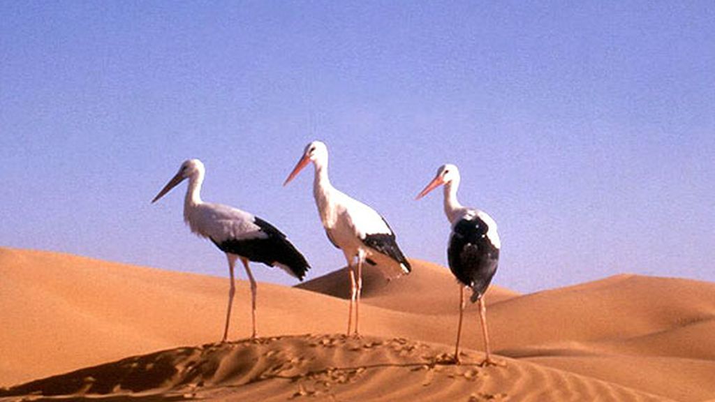 Nómadas del Viento (2001)