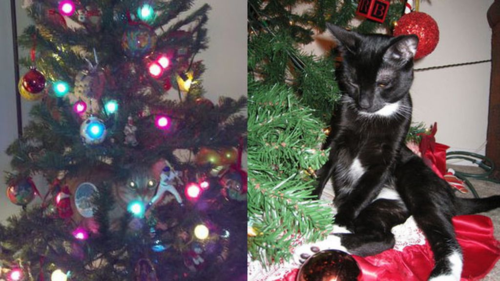 Los gatos más navideños se esconden entre abetos Los gatos más navideños se esconden entre abetos