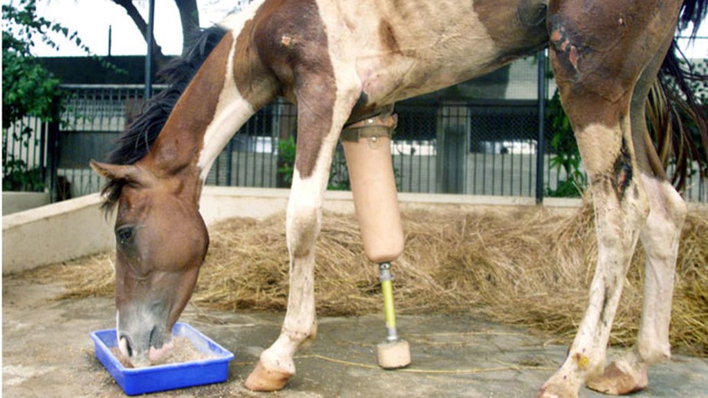 Animales salvados por la ciencia
