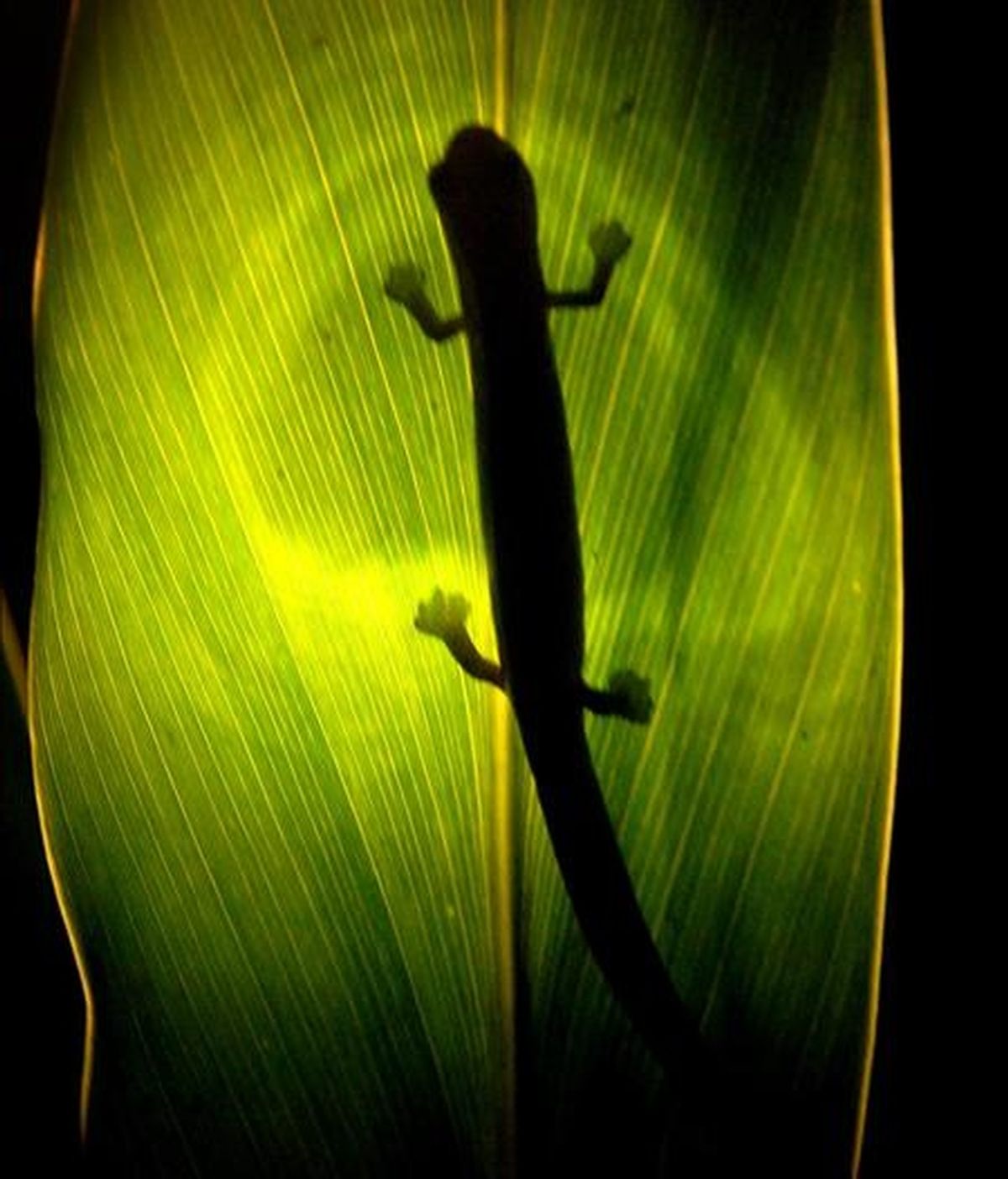 Expertos explican que los animales, plantas y microbios que tienden a desaparecer cuando se destruye la biodiversidad suelen ser aquellos que amortiguan la transmisión de enfermedades infecciosas. EFE Expertos explican que los animales, plantas y microbios que tienden a desaparecer cuando se destruye la biodiversidad suelen ser aquellos que amortiguan la transmisión de enfermedades infecciosas. EFE