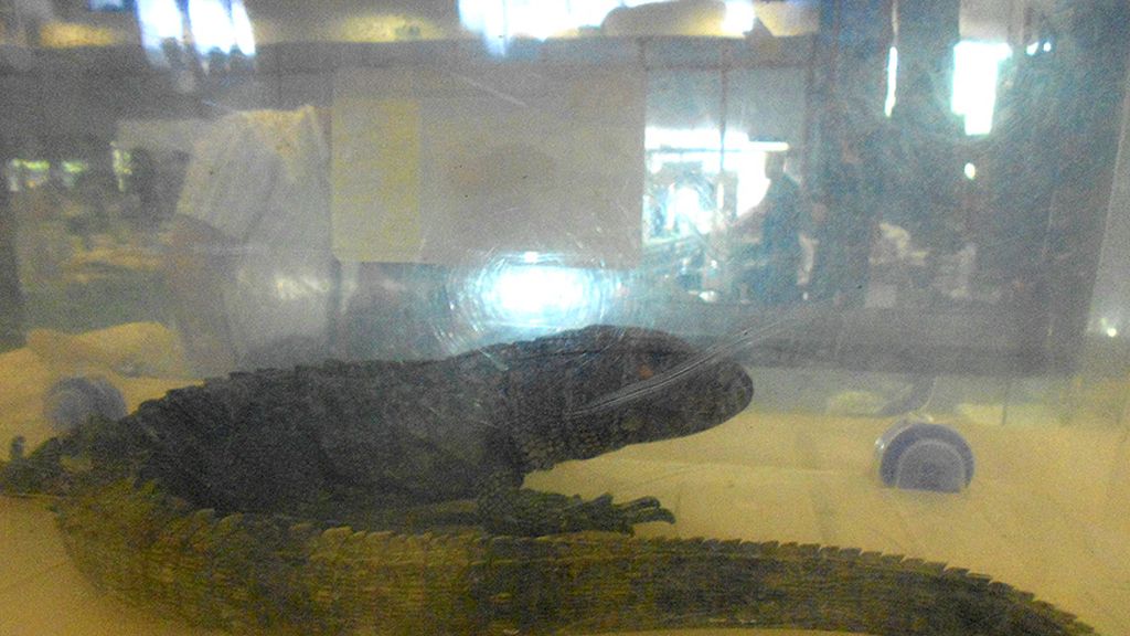 Mascotas de lo más originales