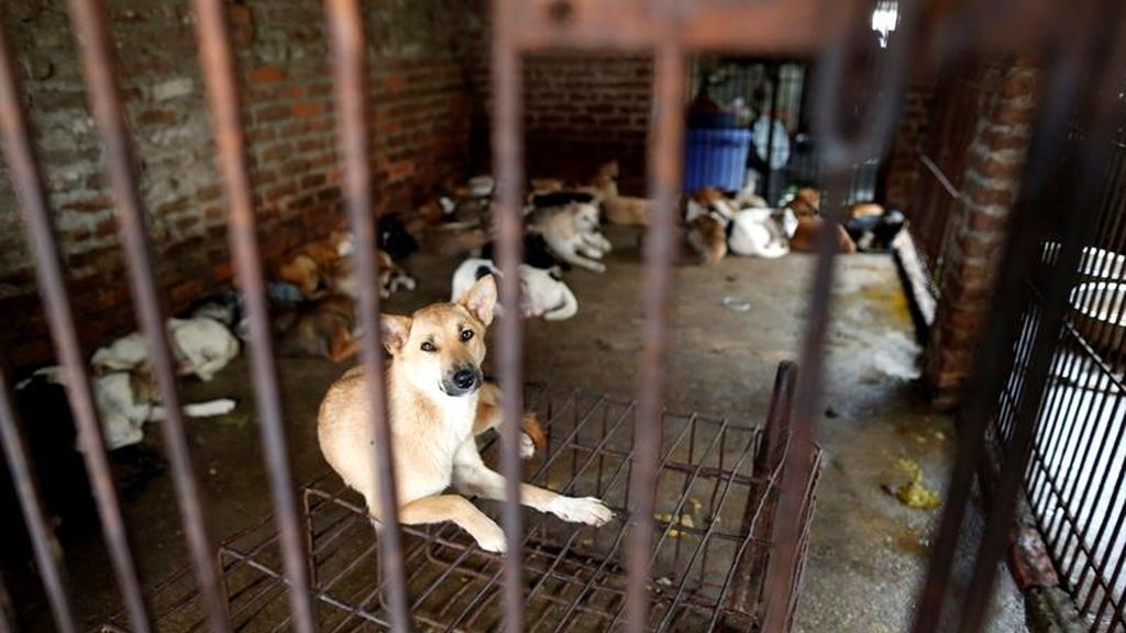 El mejor amigo del hombre sabe a...