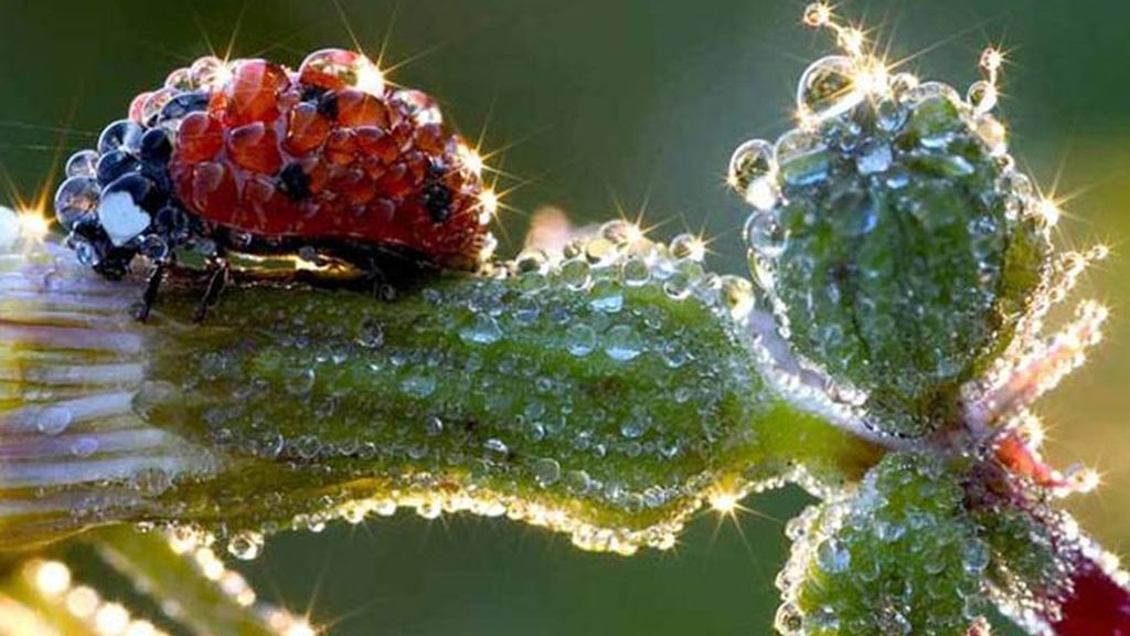 Una mariquita descansa al sol cubierta del rocío de la madrugada