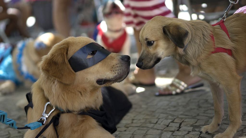 Los perros también son protagonistas en el Carnaval de Río