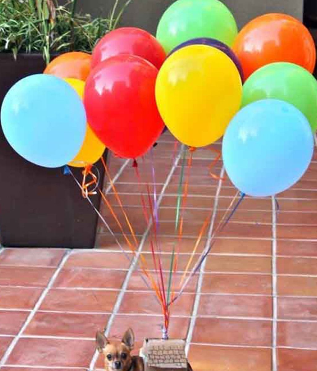 Originales disfraces para las mascotas