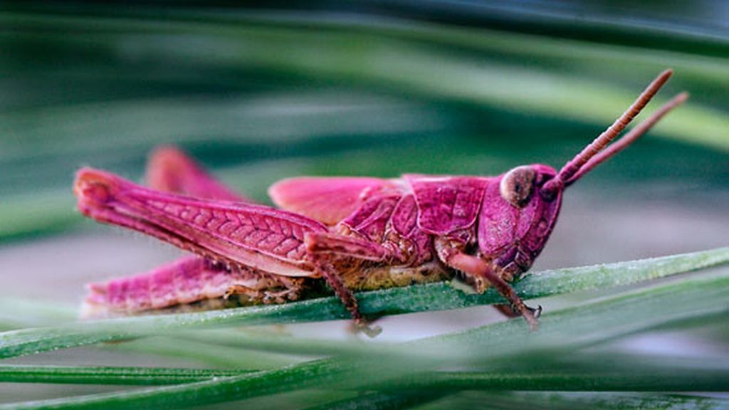 Un saltamontes rosa