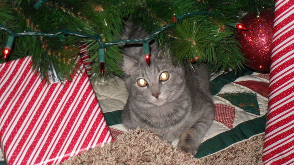 Los gatos más navideños se esconden entre abetos