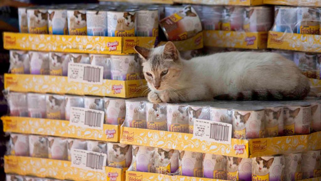 'The Lady with 700 Cats'