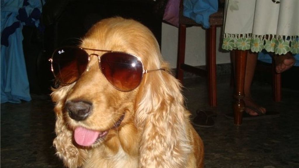 Concursantas Efecto ¡GUAU!... de mascotas