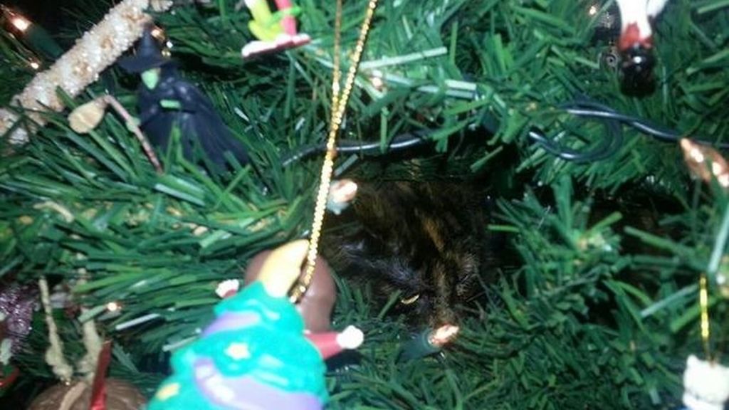 Los gatos más navideños se esconden entre abetos