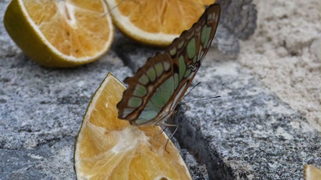 xcaret. mariposa