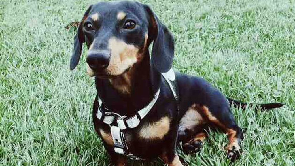 Países musulmanes, nada relacionado con los perros o cerdos porque se consideran animales impuros