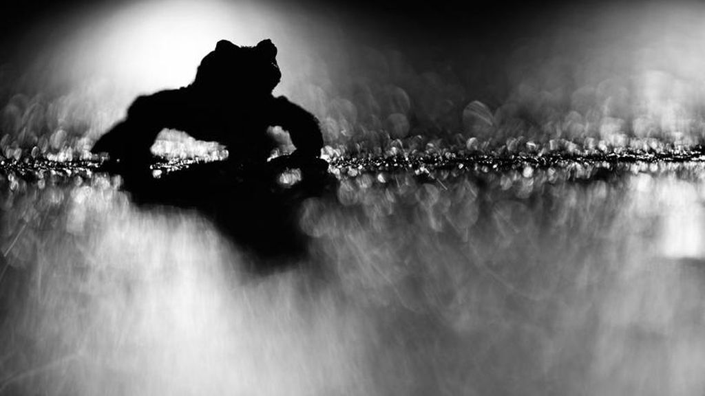 La naturaleza a concurso