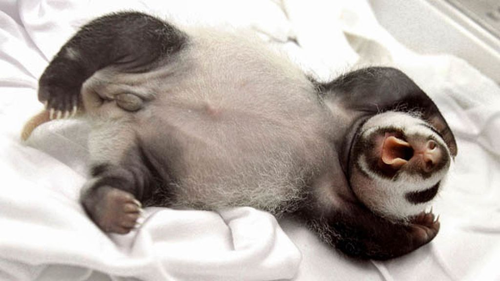 El primer mes de los primeros trillizos de panda