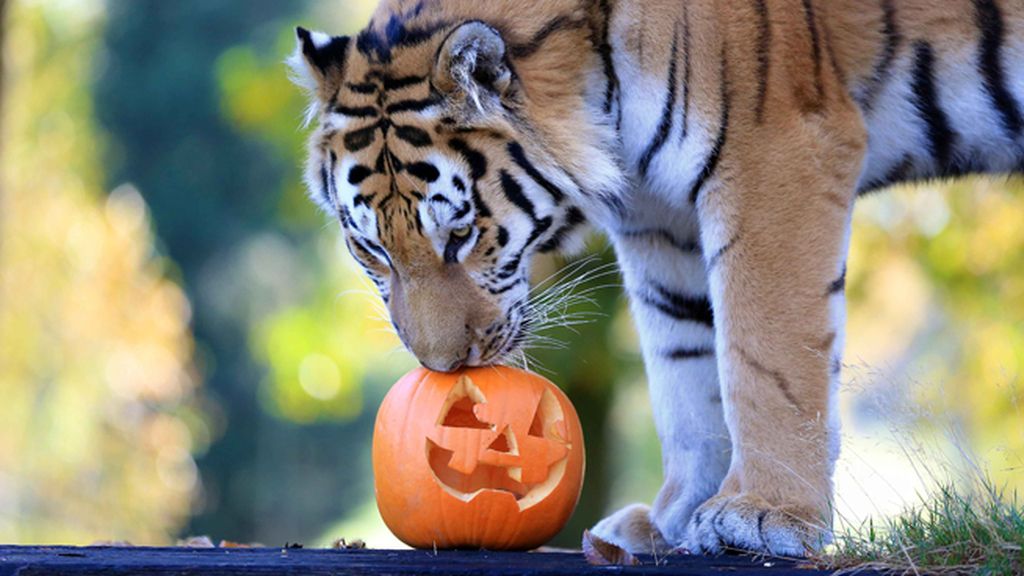 Los animales también disfrutan de Halloween Los animales también disfrutan de Halloween