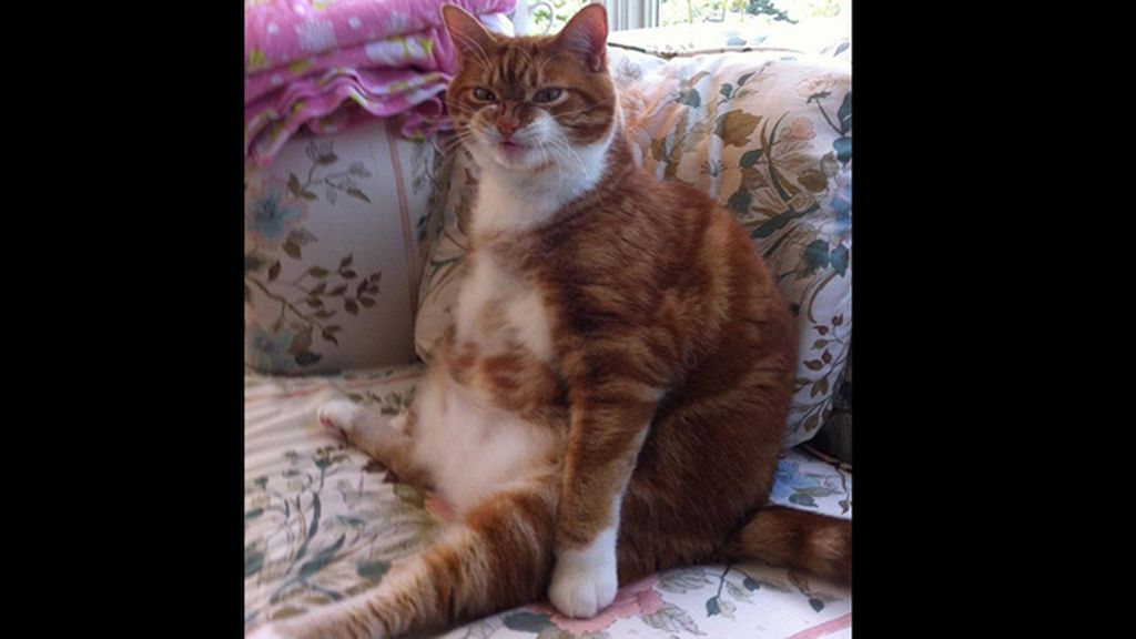 La mirada más aterradora de los gatos