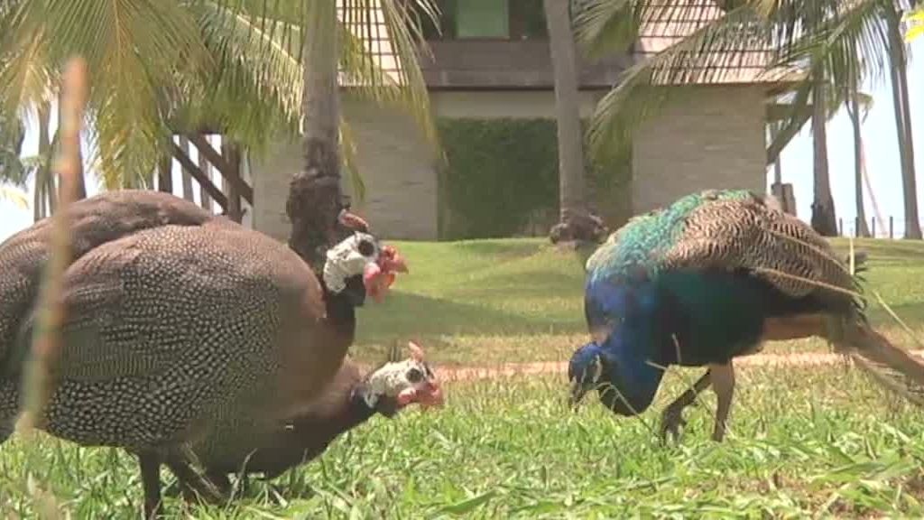Playas de Recife y Natal