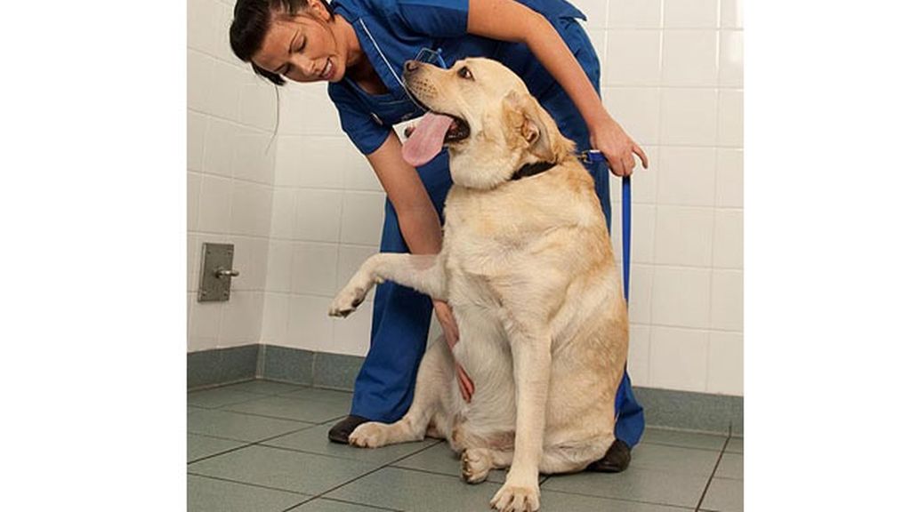 Supermascotas a dieta