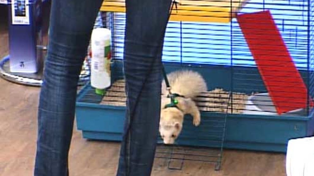 Enamorados de los hurones