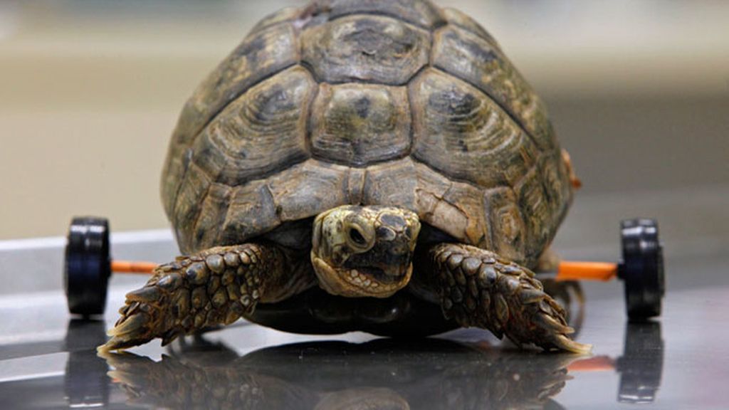 Animales salvados por la ciencia